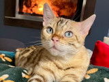 Bengal