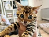 Bengal