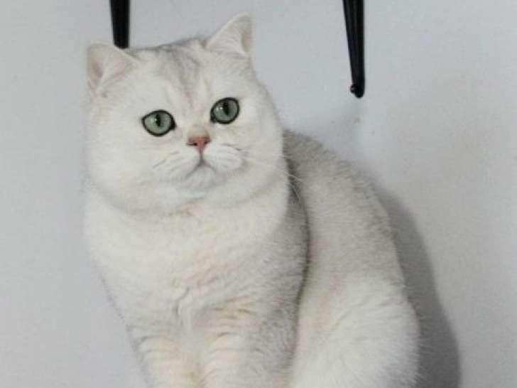 Des Grif'Enchantées