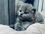 Cat and Sweetness