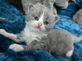 Cat and Sweetness