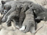 Cat and Sweetness