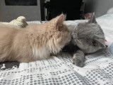 Cat and Sweetness