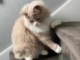 Cat and Sweetness