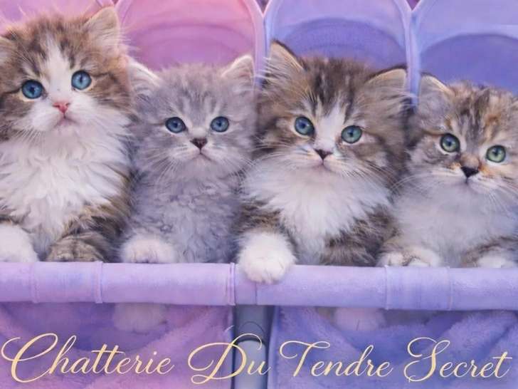 Du Tendre Secret