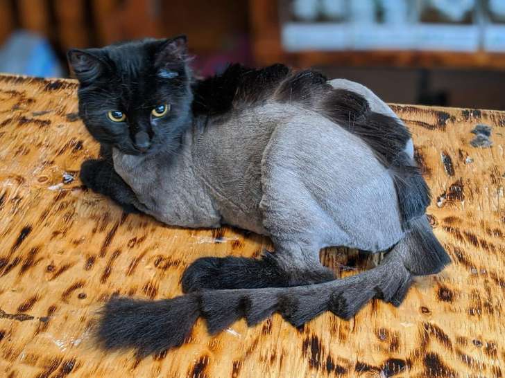 Joyeux Animaux