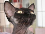 Leonida degli Elfi, blacksmoke Devon Rex male