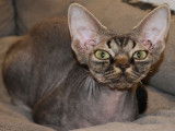 Laureline degli Elfi, brown classic tabby Devon Rex femelle