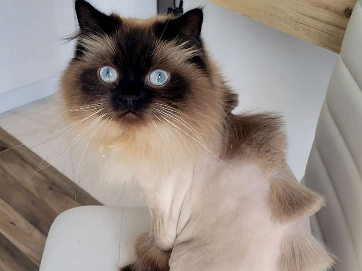 Patoche chez-soi