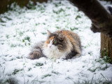 Nordic paw's Sleeping Beauty