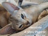 d'Alyse Pagerie