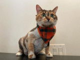 4 Paws Montreal