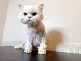 4 Paws Montreal