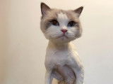 4 Paws Montreal