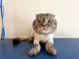 4 Paws Montreal