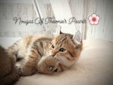 Theonie's Pearls