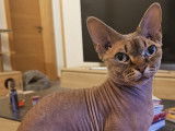 Sphynx Des Sommets