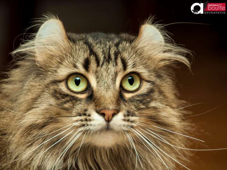 Animaux Bouffe