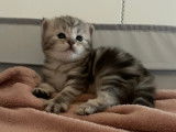 Uma: chaton silver 2023 (15 jours)