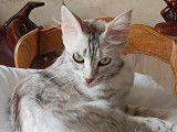 Les Gardes de Bastet
