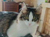 Les Gardes de Bastet