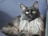 La Fureur des Maine Coons