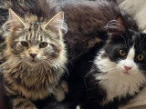 La Fureur des Maine Coons