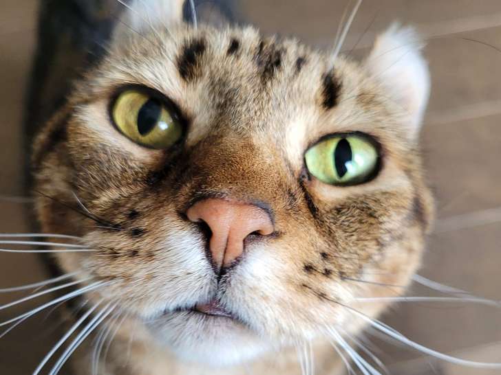 Ariane et ses animaux
