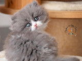Chatterie de Letty Chatons
