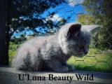 Beauty Wild