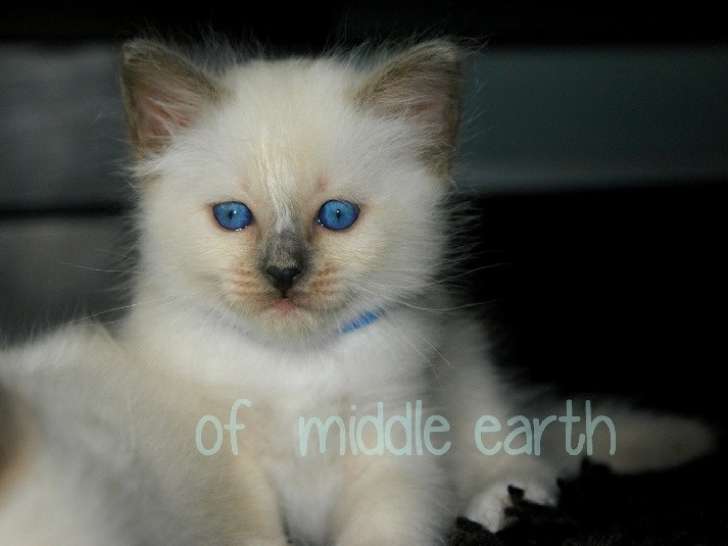Of Middle Earth