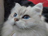 Chatterie des royales patounes