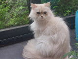 Chatterie des royales patounes
