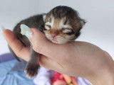 Chatterie des royales patounes