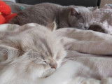 Chatterie des royales patounes
