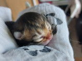 Chatterie des royales patounes