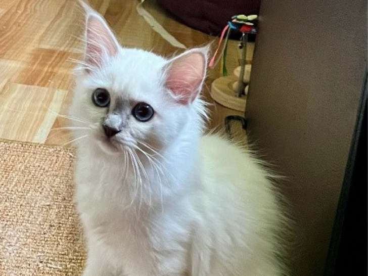 Du Naturel Birman