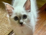 Du Naturel Birman