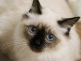 Du Naturel Birman