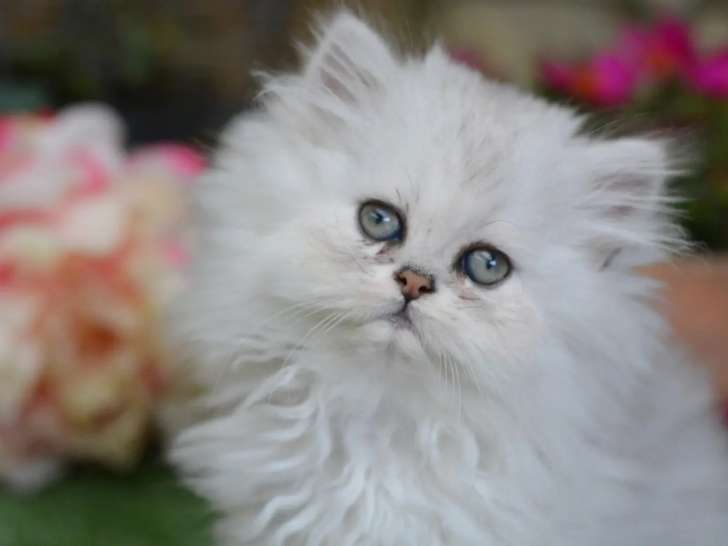 Sahara Persian