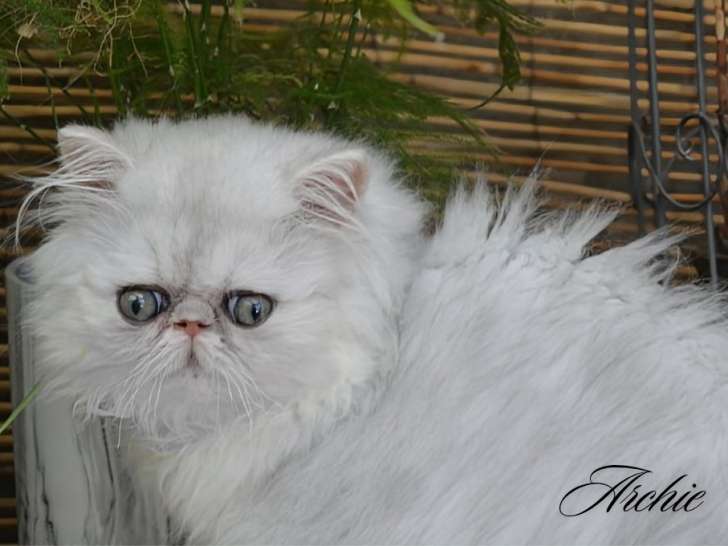 Sahara Persian