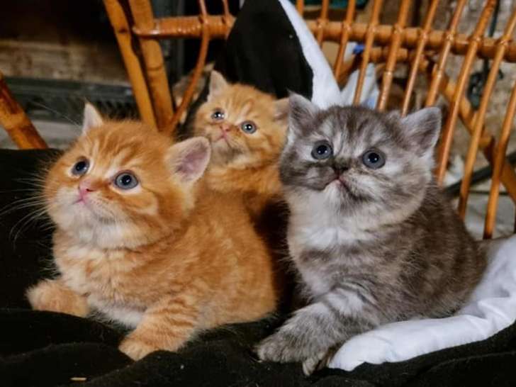 Des Ptits Loulous