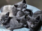 Des Ptits Loulous