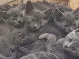 Des Ptits Loulous