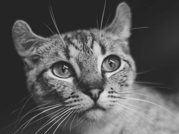 Chat l'étoile