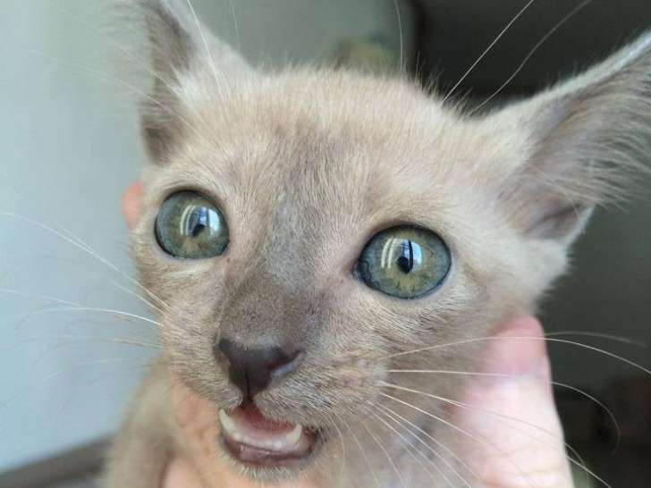 Du Korat Céleste