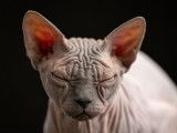 Anydon Sphynx