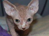 Mon Sphynx