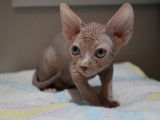 Mon Sphynx