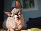 Mon Sphynx